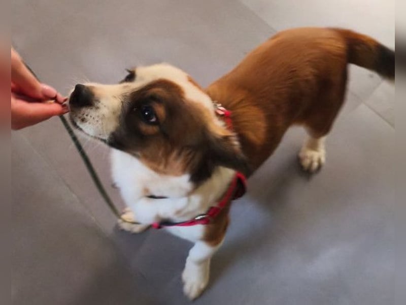 LANA❤️verspielt, sanft und voller Vertrauen: ein Herz für Groß und Klein!
