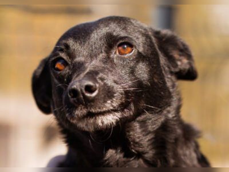 Zora: aufgeschlossen und treu!