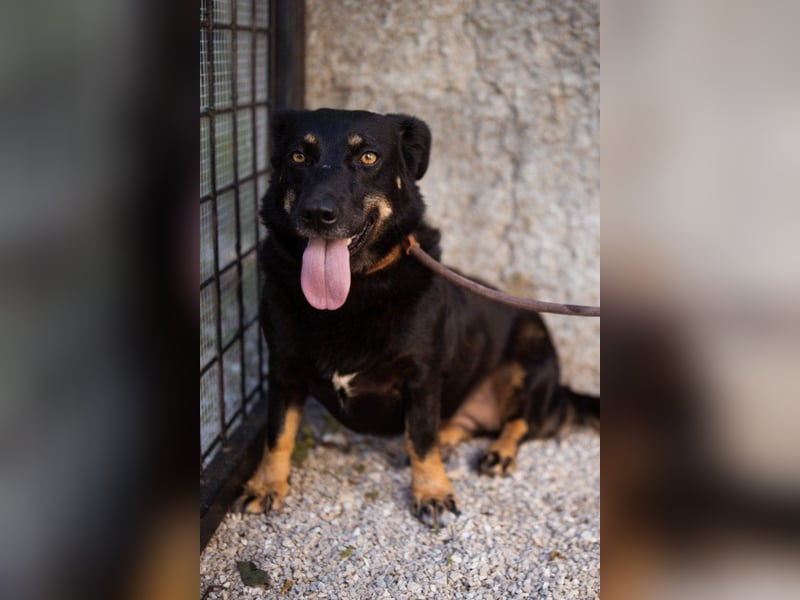 YARINA❤️zartes Hundemädchen möchte endlich aus dem Tierheim ausziehen