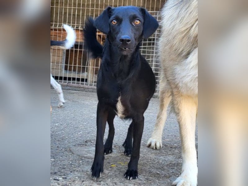 FREYA❤️zarte Seele zum Liebhaben wartet schon in 01640 Coswig! FREYA❤️zarte Seele zum Liebhaben wartet schon in 01640 Coswig!