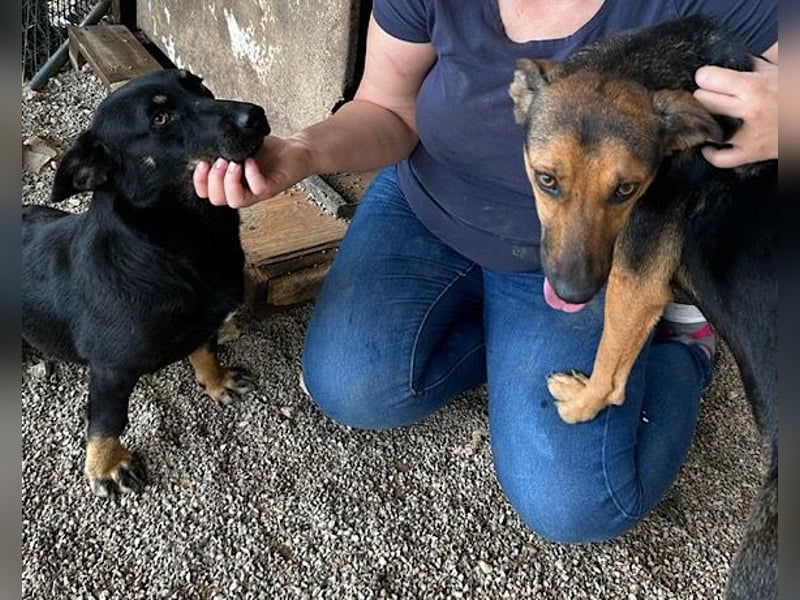 YARINA❤️zartes Hundemädchen möchte endlich aus dem Tierheim ausziehen