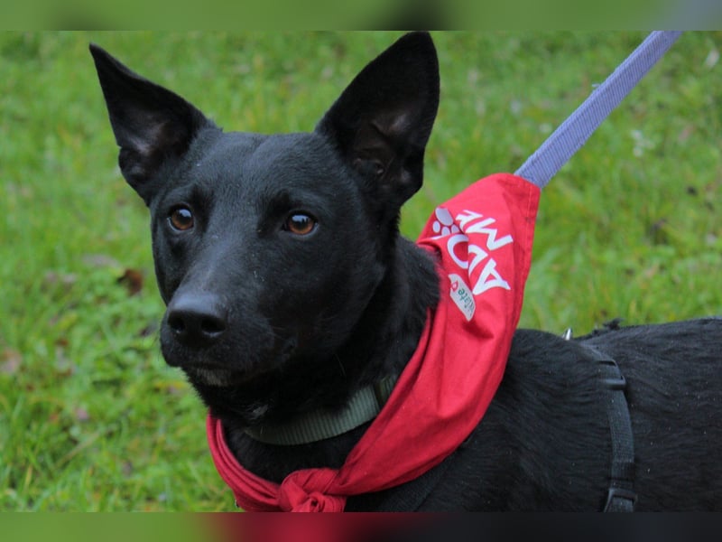 Schmusepfote THEO❤️ wartet in 18249 Bernitt auf seine Für-Immer-Menschen!