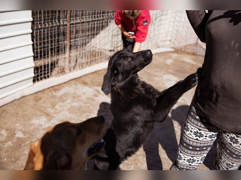 Jungrüde ♥Rhys♥ schnuckeliger Racker