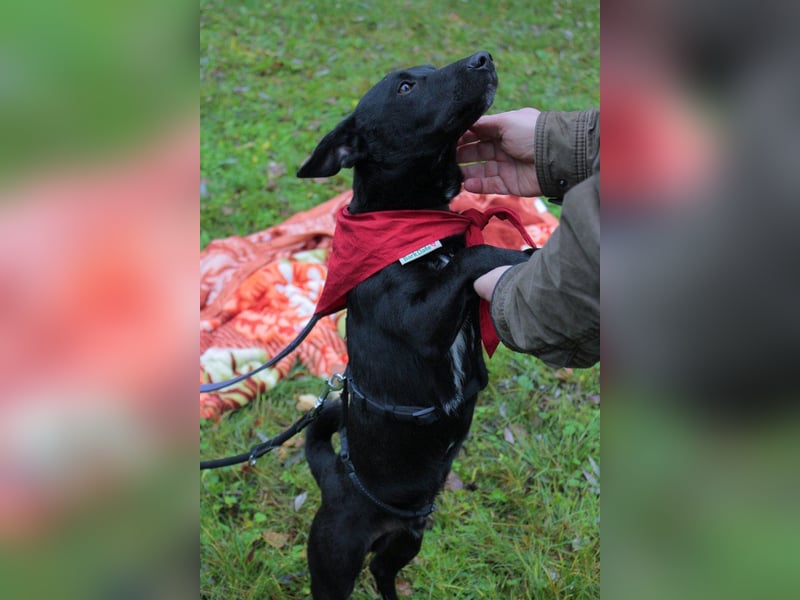 Schmusepfote THEO❤️ wartet in 18249 Bernitt auf seine Für-Immer-Menschen!