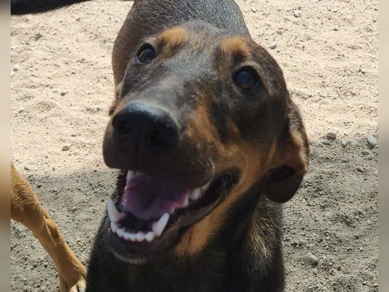 ♥ Paula ♥ eine rundum tolle Junghündin