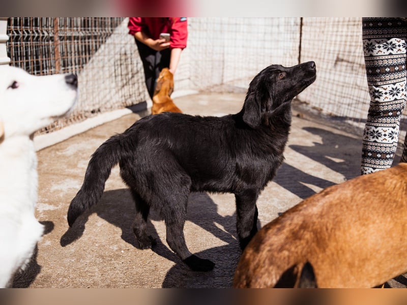 Jungrüde ♥Rhys♥ schnuckeliger Racker