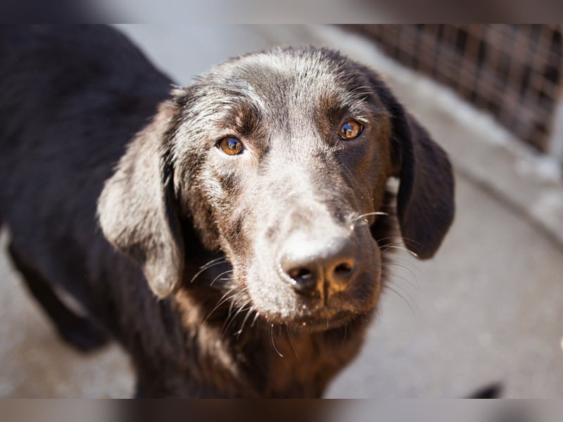 Jungrüde ♥Rhys♥ schnuckeliger Racker