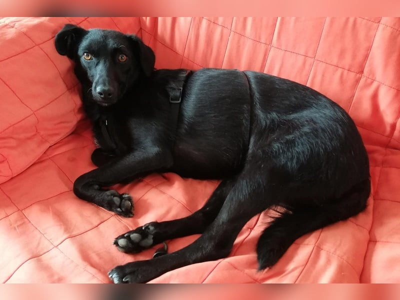 FREYA❤️zarte Seele zum Liebhaben wartet schon in 01640 Coswig! FREYA❤️zarte Seele zum Liebhaben wartet schon in 01640 Coswig!