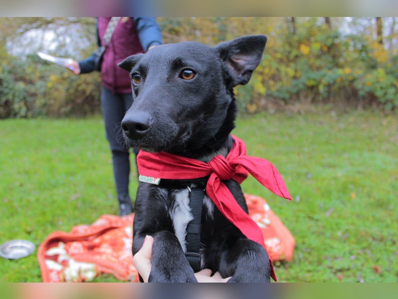 Schmusepfote THEO❤️ wartet in 18249 Bernitt auf seine Für-Immer-Menschen!