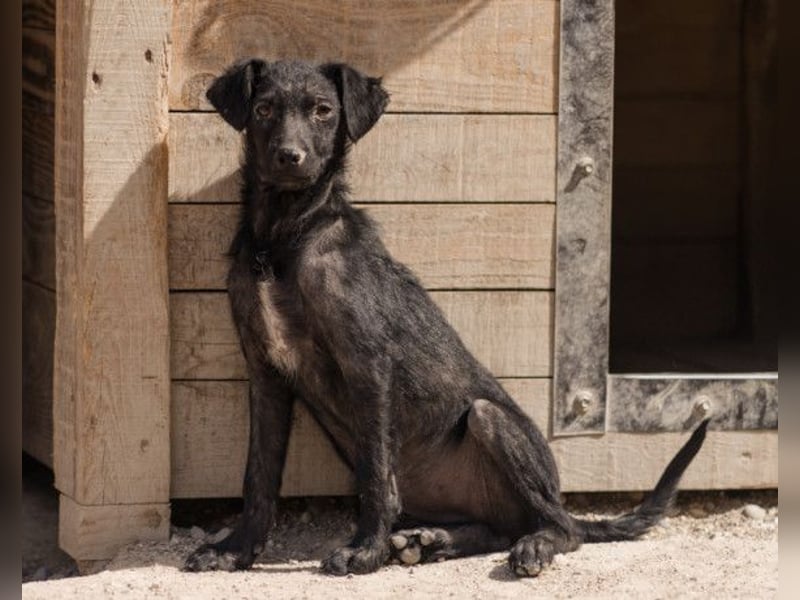 FREYA❤️zarte Seele zum Liebhaben wartet schon in 01640 Coswig! FREYA❤️zarte Seele zum Liebhaben wartet schon in 01640 Coswig!
