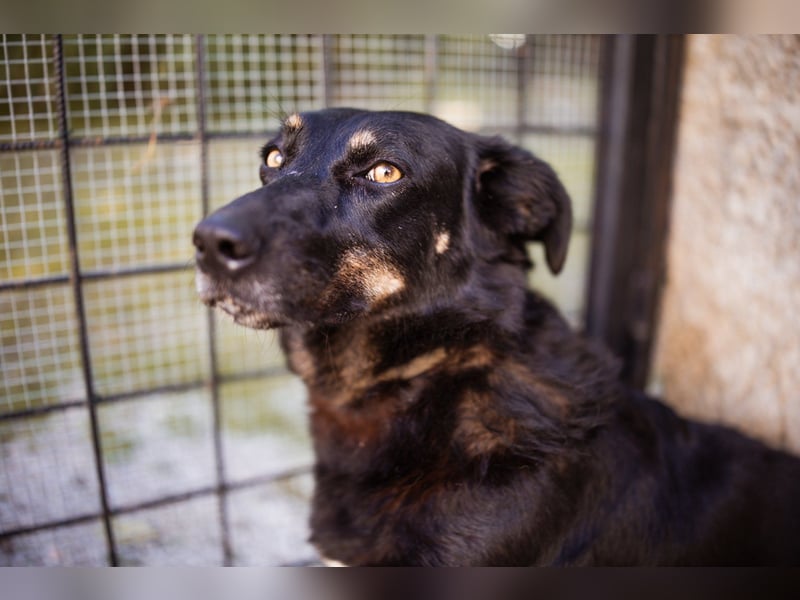 YARINA❤️zartes Hundemädchen möchte endlich aus dem Tierheim ausziehen