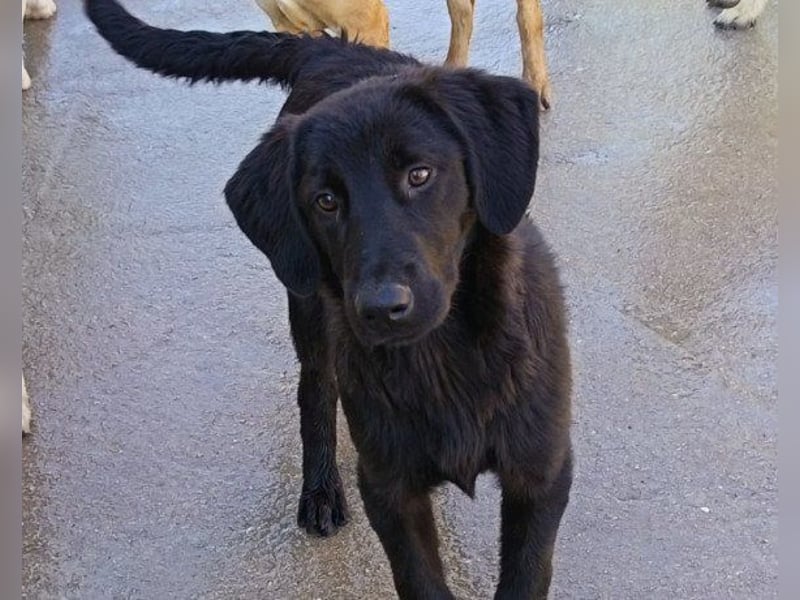 Jungrüde ♥Rhys♥ schnuckeliger Racker