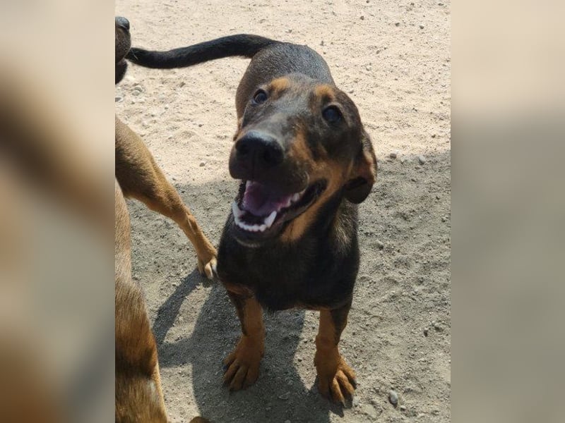 ♥ Paula ♥ eine rundum tolle Junghündin