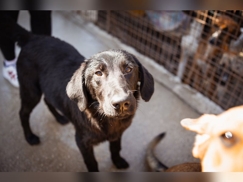 Jungrüde ♥Rhys♥ schnuckeliger Racker