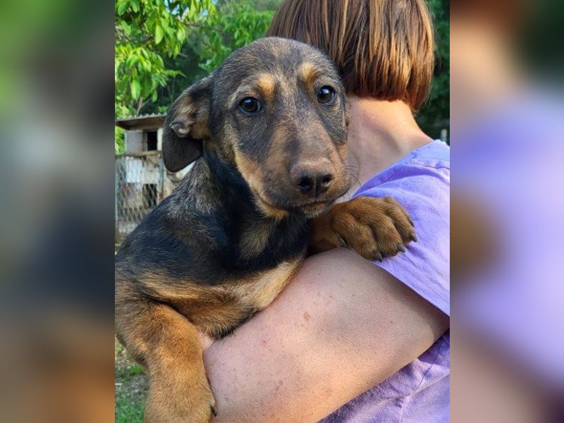 ♥ Paula ♥ eine rundum tolle Junghündin