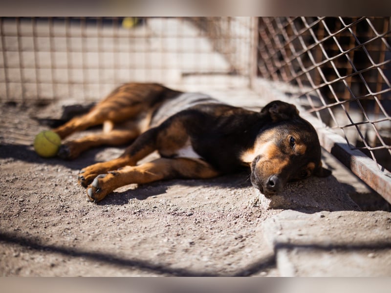 ♥ Paula ♥ eine rundum tolle Junghündin