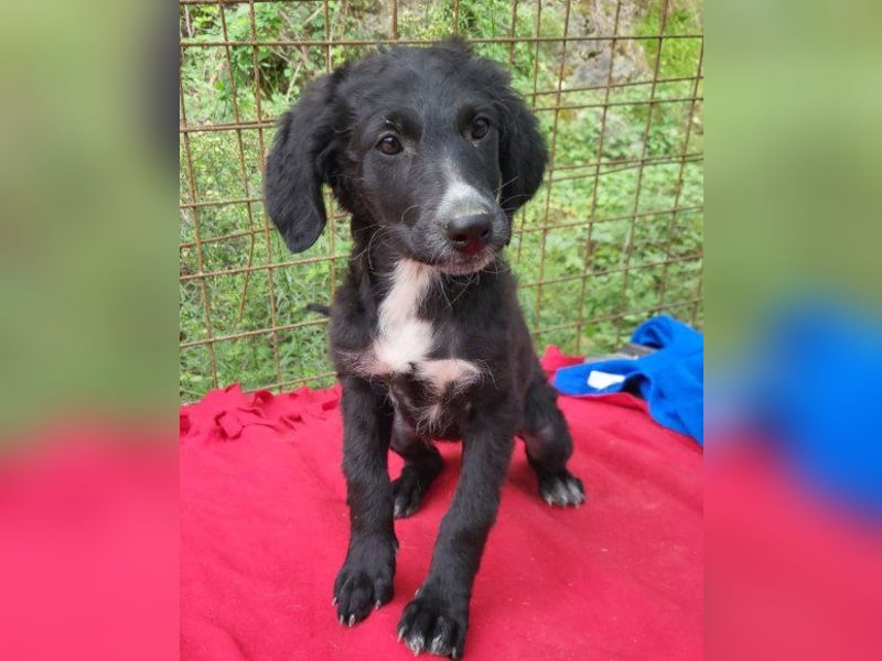Niedliche ♥ Nelly ♥ fröhliches, verspieltes Hundemädchen Niedliche ♥ Nelly ♥ fröhliches, verspieltes Hundemädchen
