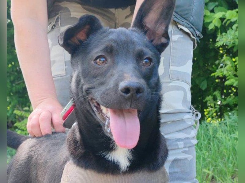 ♥ Filou ♥  freundlicher und offener Hundebub