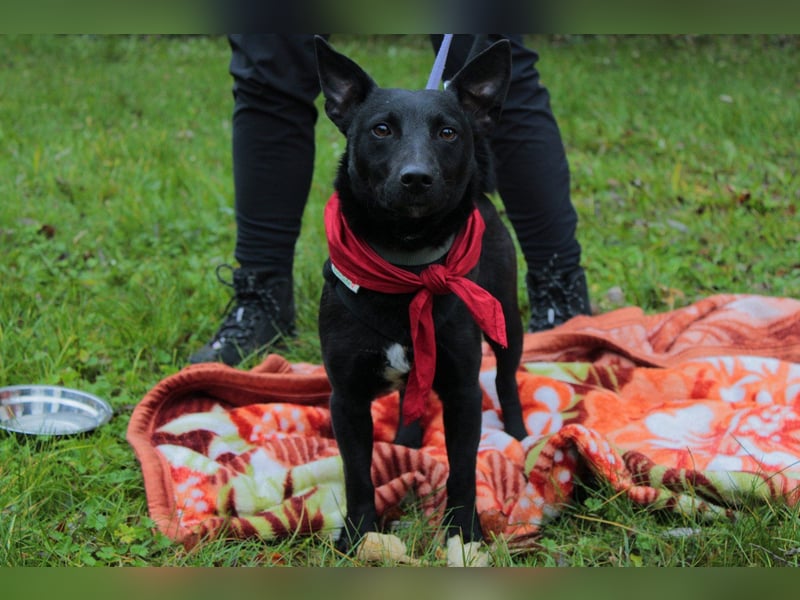 Schmusepfote THEO❤️ wartet in 18249 Bernitt auf seine Für-Immer-Menschen!