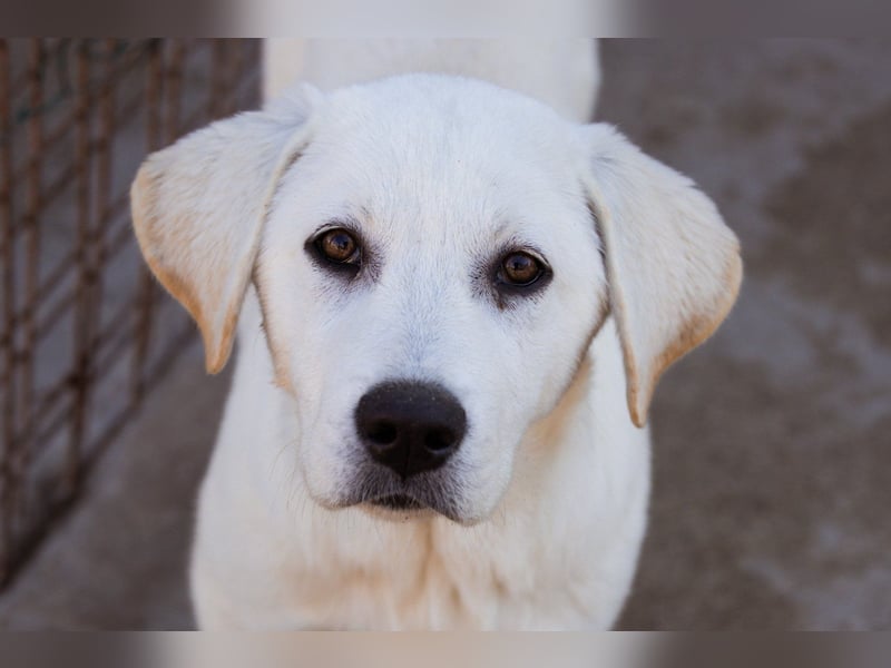 Schmusebub ♥ Taavi ♥ kleiner, freundlicher, verspielter Jungrüde