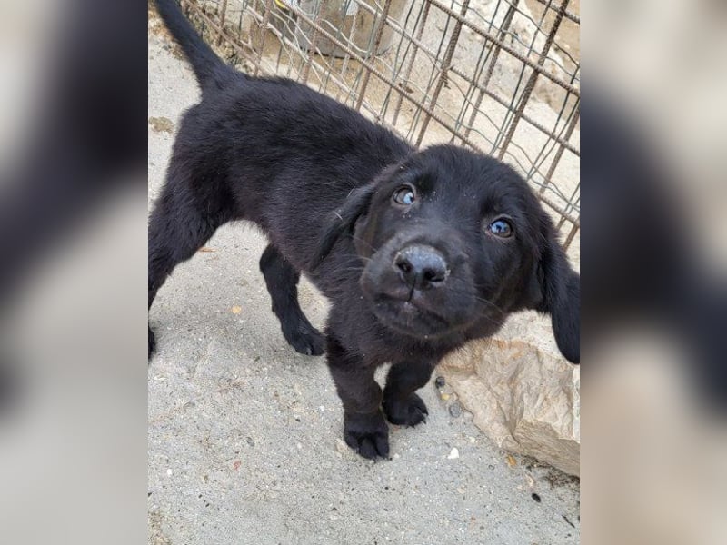 Jungrüde ♥Rhys♥ schnuckeliger Racker