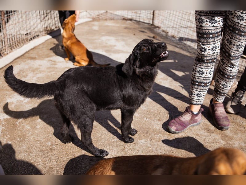 Jungrüde ♥Rhys♥ schnuckeliger Racker