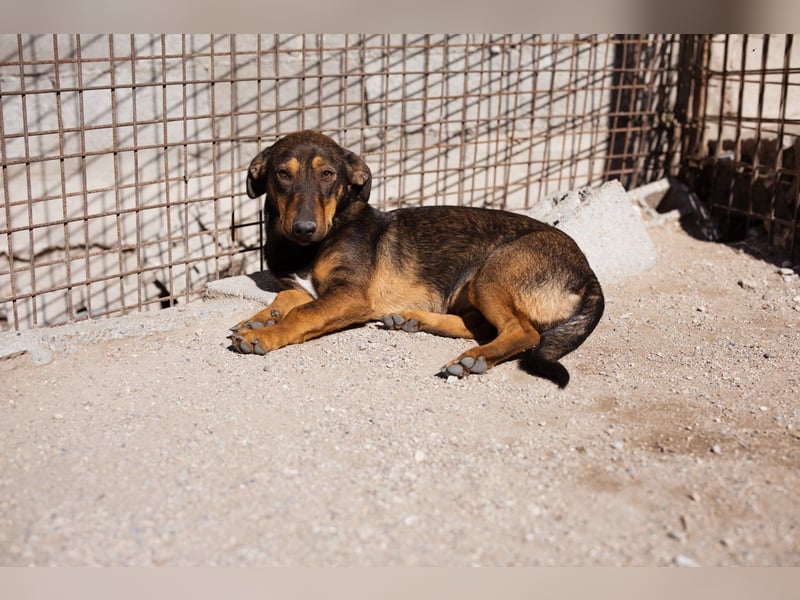 ♥ Paula ♥ eine rundum tolle Junghündin