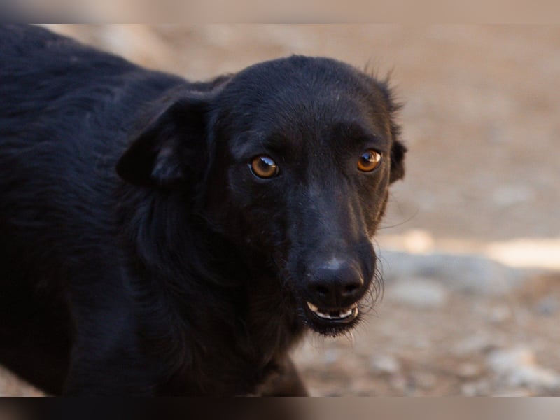 FREYA❤️zarte Seele zum Liebhaben wartet schon in 01640 Coswig! FREYA❤️zarte Seele zum Liebhaben wartet schon in 01640 Coswig!