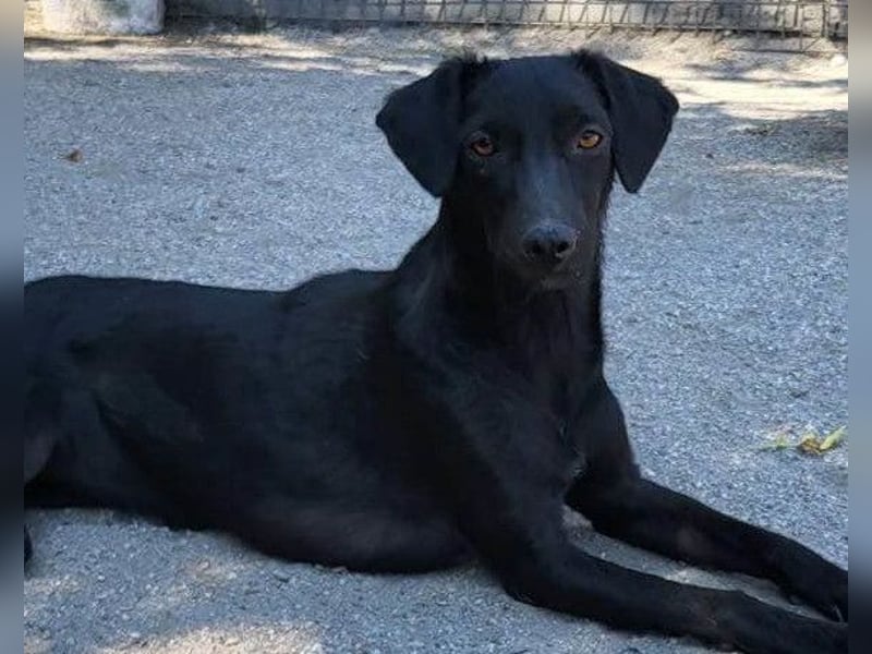 FREYA❤️zarte Seele zum Liebhaben wartet schon in 01640 Coswig! FREYA❤️zarte Seele zum Liebhaben wartet schon in 01640 Coswig!