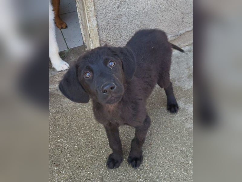 Jungrüde ♥Rhys♥ schnuckeliger Racker