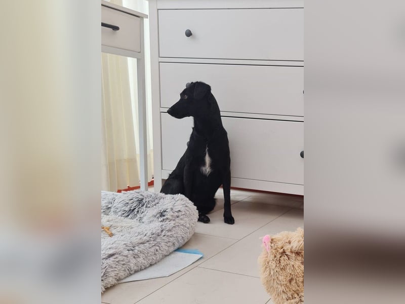 FREYA❤️zarte Seele zum Liebhaben wartet schon in 01640 Coswig! FREYA❤️zarte Seele zum Liebhaben wartet schon in 01640 Coswig!