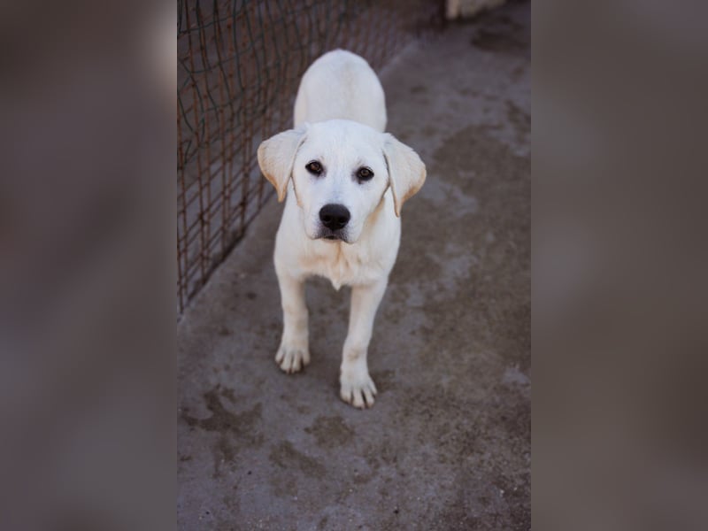 Schmusebub ♥ Taavi ♥ kleiner, freundlicher, verspielter Jungrüde