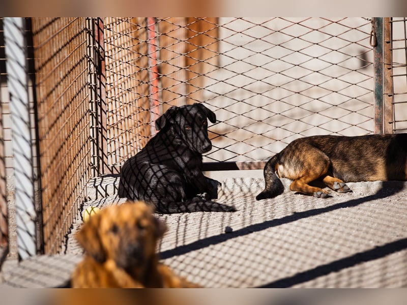 Schmusepfote ♥ Cassia ♥ tolle Familienhündin Schmusepfote ♥ Cassia ♥ tolle Familienhündin