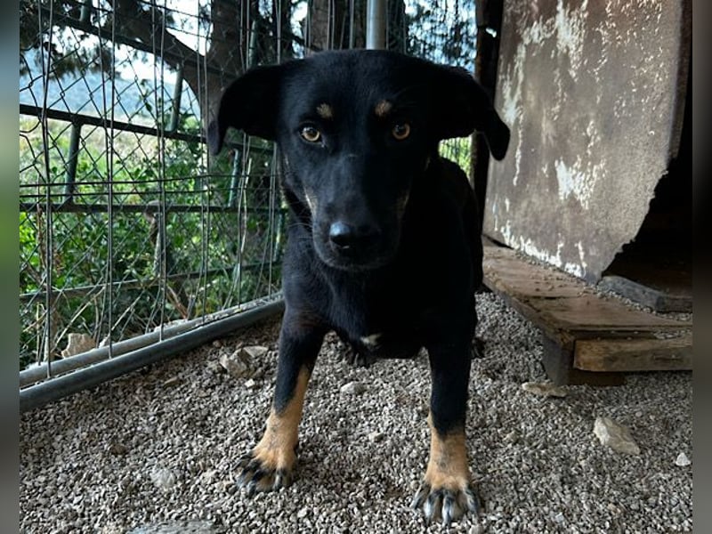 YARINA❤️zartes Hundemädchen möchte endlich aus dem Tierheim ausziehen