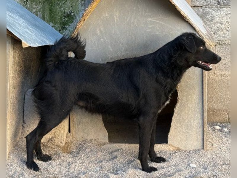 FREYA❤️zarte Seele zum Liebhaben wartet schon in 01640 Coswig! FREYA❤️zarte Seele zum Liebhaben wartet schon in 01640 Coswig!