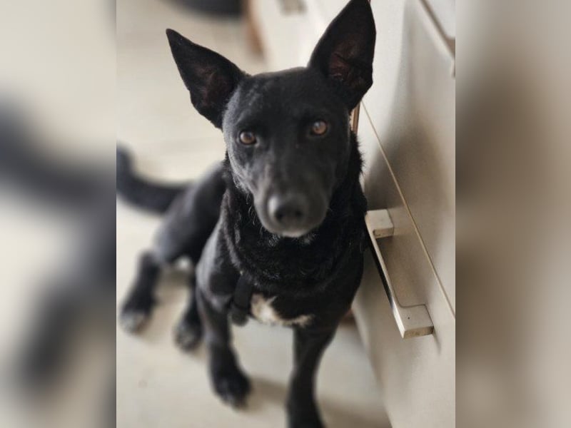 Schmusepfote THEO❤️ wartet in 18249 Bernitt auf seine Für-Immer-Menschen!