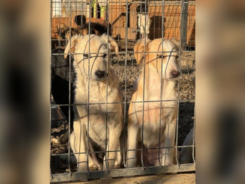 Klein ♥ Marley ♥ sucht seine treuen Menschen