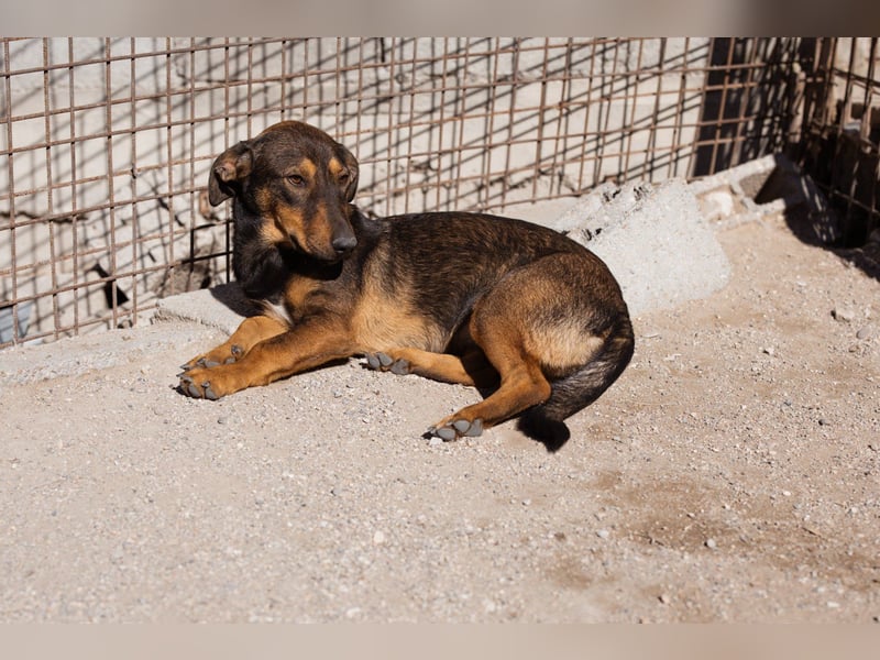 ♥ Paula ♥ eine rundum tolle Junghündin