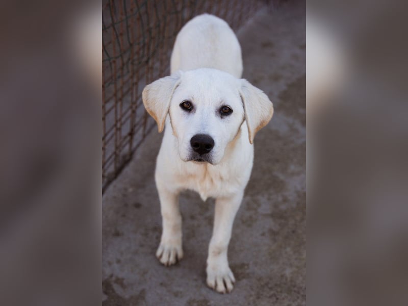 Schmusebub ♥ Taavi ♥ kleiner, freundlicher, verspielter Jungrüde
