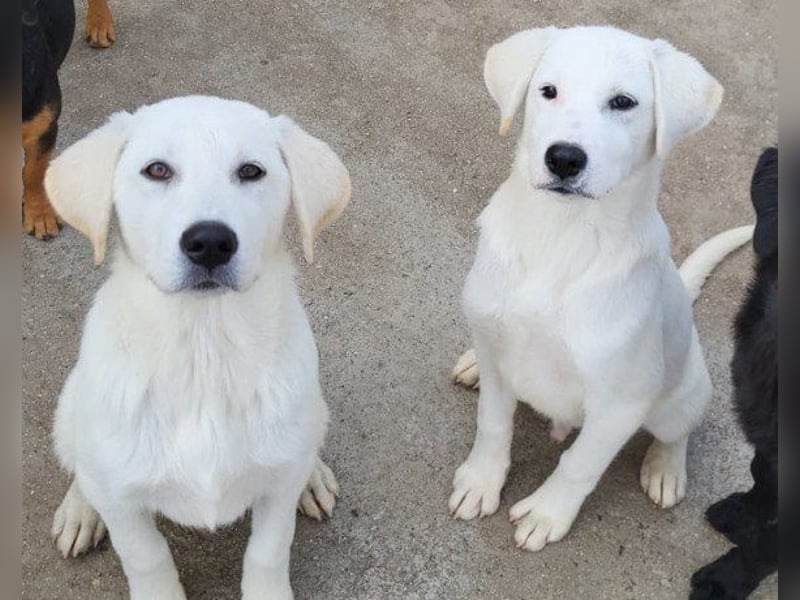Schmusebub ♥ Taavi ♥ kleiner, freundlicher, verspielter Jungrüde