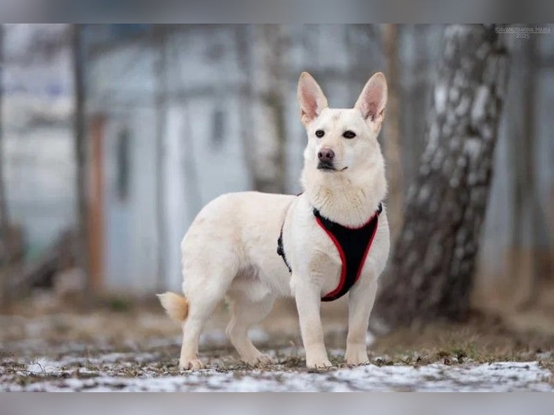 Ruhiges Zuahuse für Theo gesucht