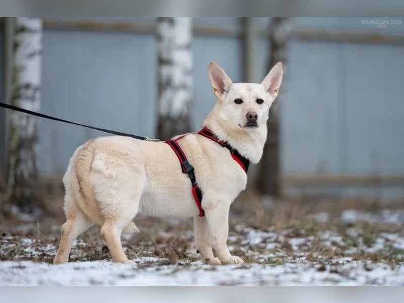 Ruhiges Zuahuse für Theo gesucht