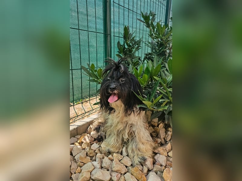 Sonnenschein Pimpa möchte mit seiner Familie die Welt entdecken