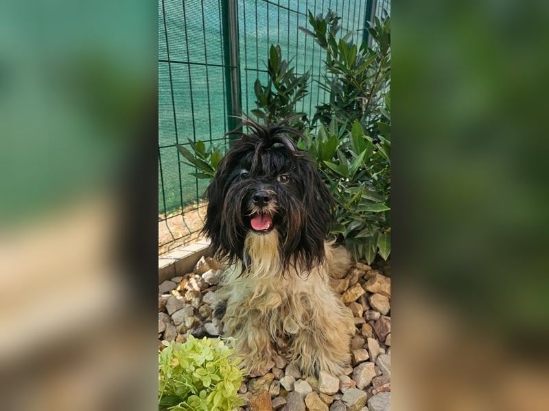 Sonnenschein Pimpa möchte mit seiner Familie die Welt entdecken