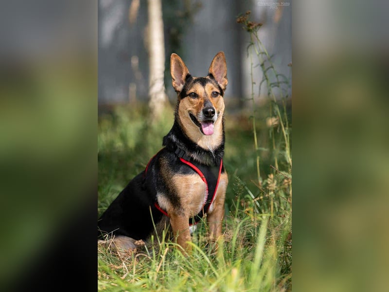 Verschmuste Ria sucht ihre Menschen Verschmuste Ria sucht ihre Menschen