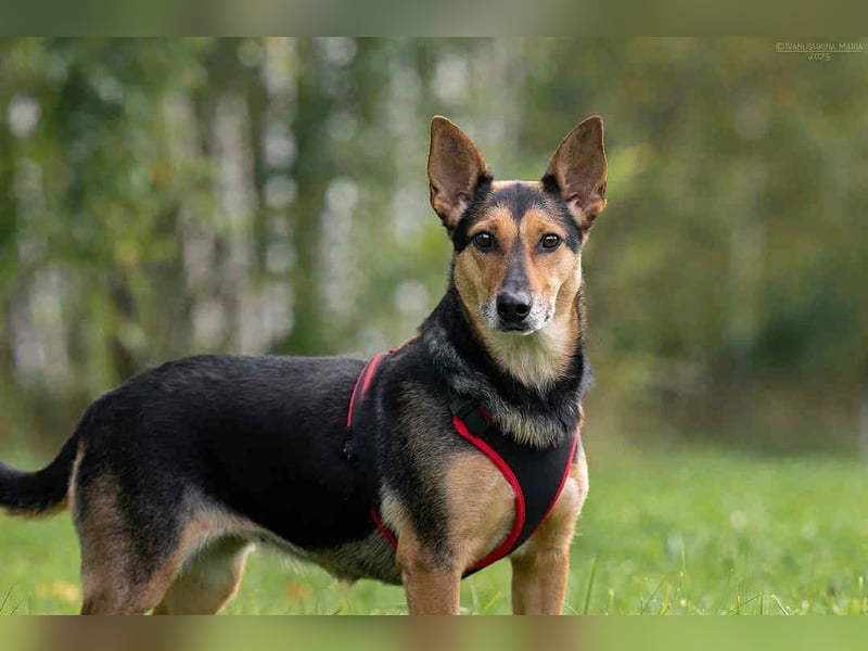 Verschmuste Ria sucht ihre Menschen Verschmuste Ria sucht ihre Menschen