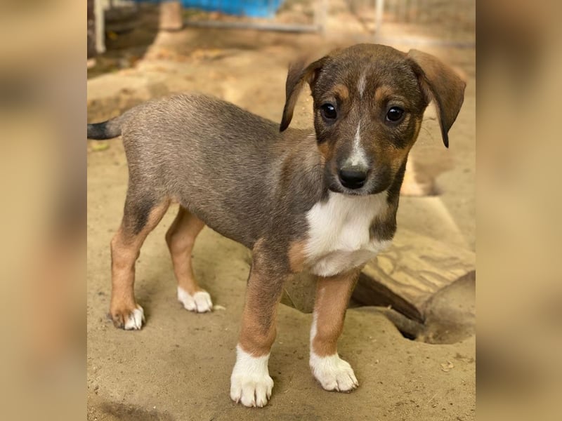 Praline, geb. ca. 08/2025, lebt in GRIECHENLAND, auf einer privaten Pflegestelle