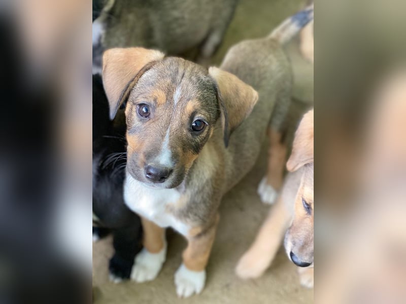 Praline, geb. ca. 08/2025, lebt in GRIECHENLAND, auf einer privaten Pflegestelle