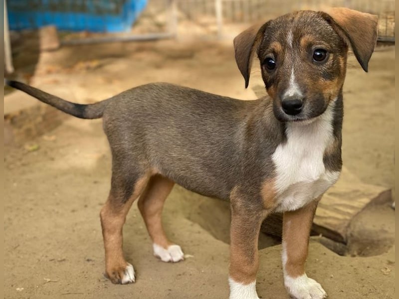 Praline, geb. ca. 08/2025, lebt in GRIECHENLAND, auf einer privaten Pflegestelle