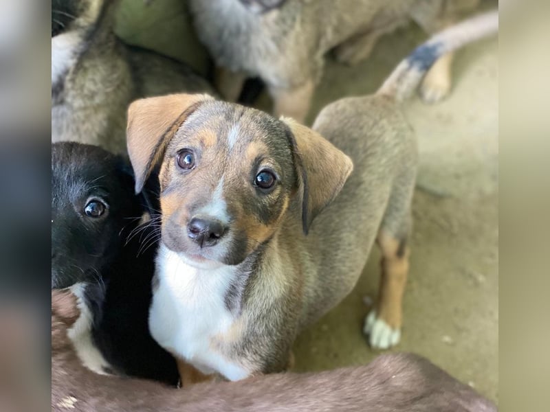 Praline, geb. ca. 08/2025, lebt in GRIECHENLAND, auf einer privaten Pflegestelle